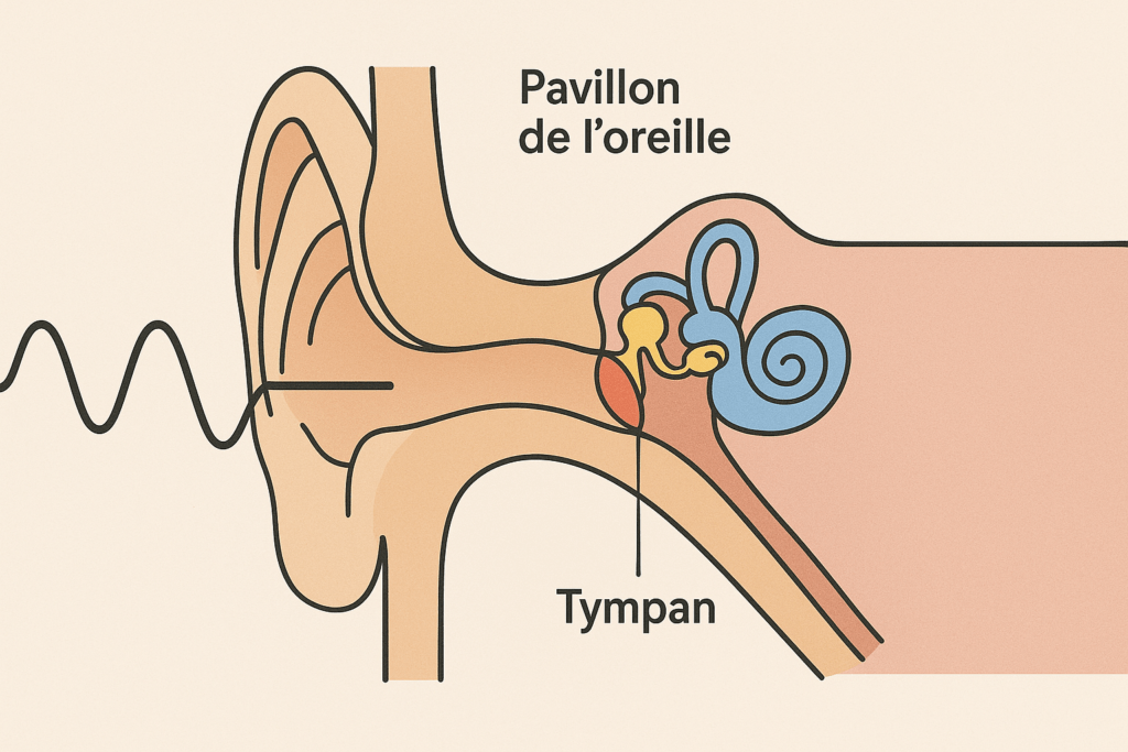 schéma du pavillon de l'oreille et du tympan